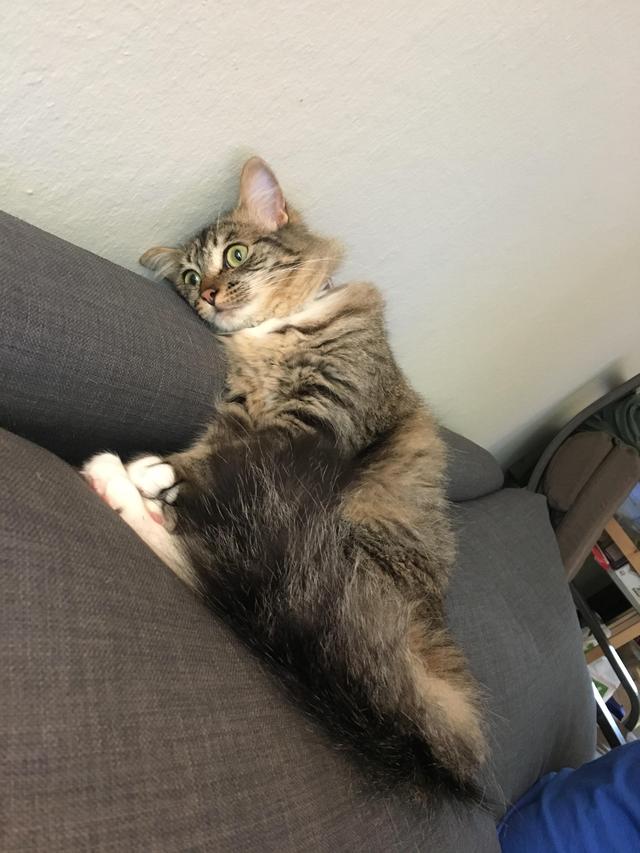 小猫咪 可爱图，小猫图片大全可爱图片大全图片（21张“搞笑”的猫咪图片）