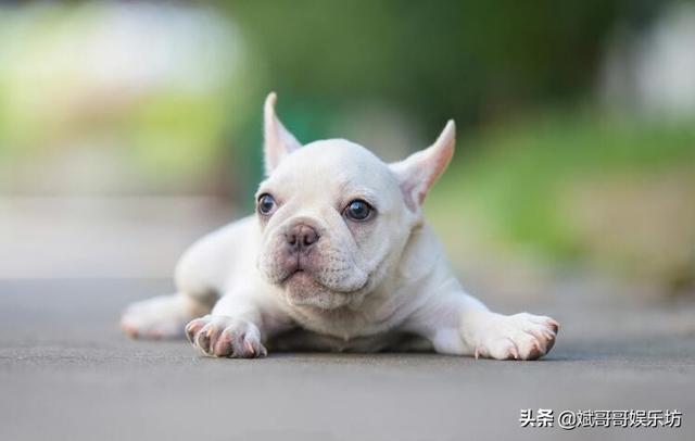 小法斗怎么看品相，小法斗如何看品相（想养可爱的小法斗要注意什么）