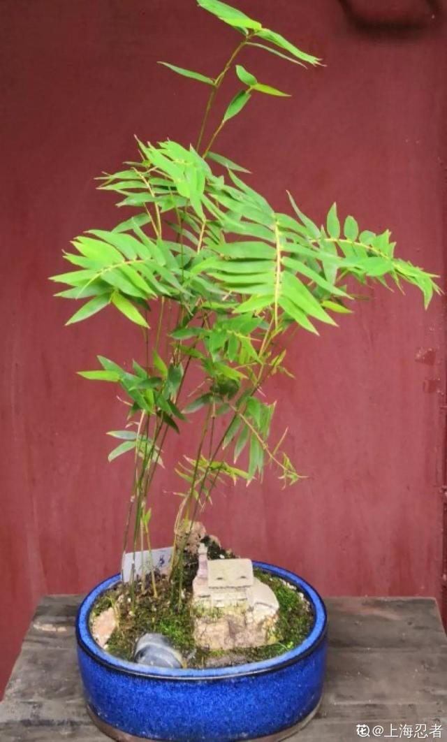 枸杞根的功效与作用，枸杞根的作用与功效（明年呼呼长成小盆栽）