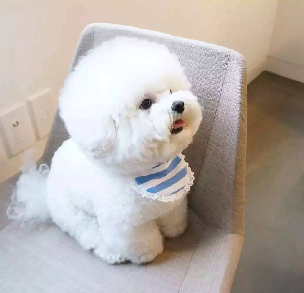 十大最省心的小型犬品种，第一次养狗养它轻松很多