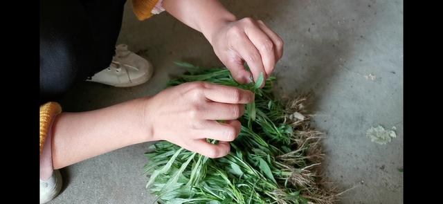 汉菜怎么做，苋菜的最佳吃法（农村春季的时令蔬菜）