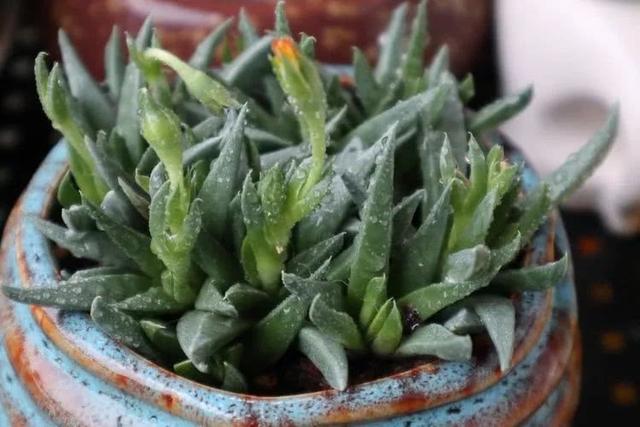 丸叶松绿怎么养，丸叶松绿的叶子可用来繁殖吗（养多肉，记名字，预防老年痴呆）