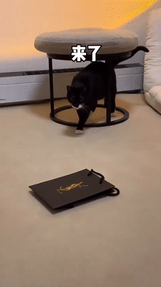 白色的猫有哪些品种，白色长毛猫是什么品种（盘点十大网红猫品种）