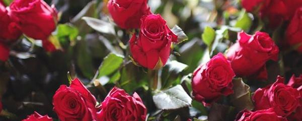 种子的种植方法，种子怎么种（怎么种花种子才会发芽）