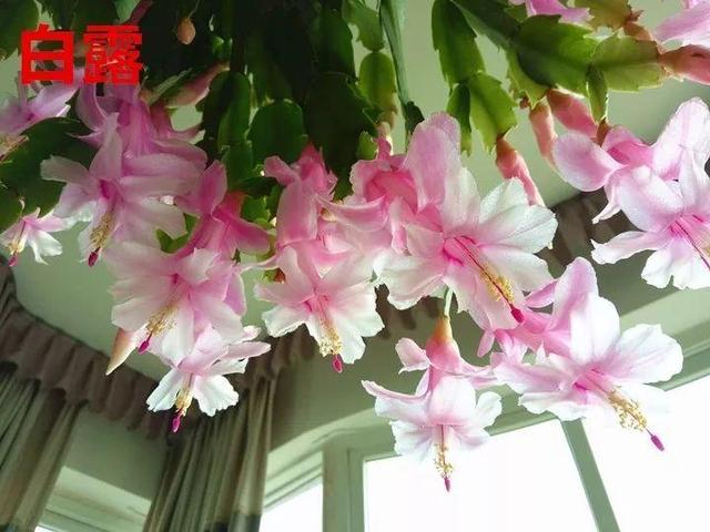 蟹爪兰图片，蟹爪兰你不知道的品种（蟹爪兰支架图片大全）