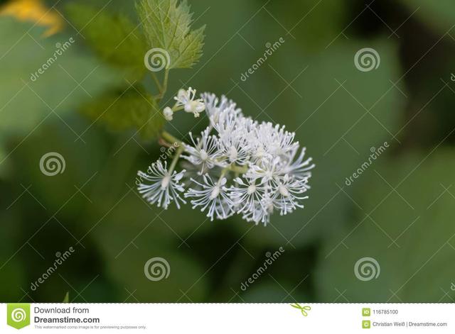 梦见花是什么意思，梦见花是什么意思啊（7-9月生日的人请查看）