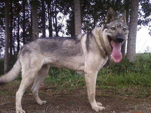 日本狼青和德牧哪个更好，日本狼青和德牧哪个更好养一些（这里有一份详尽报告等你查阅）