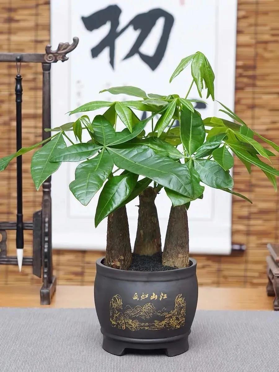 发财树长出新叶的寓意(秋养做好这几点,新叶呼呼冒) - 彝家农业网