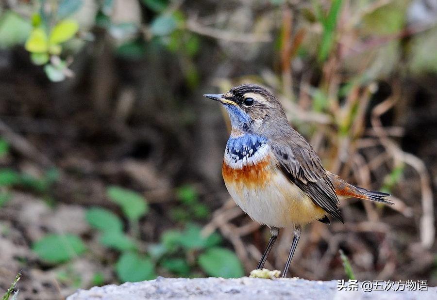 斑胸草雀多少钱一只(新野保名录来了) - 价格百科