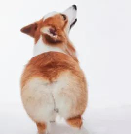 威尔士柯基犬怎么介绍，威尔士柯基犬属于什么犬（威尔士柯基犬）