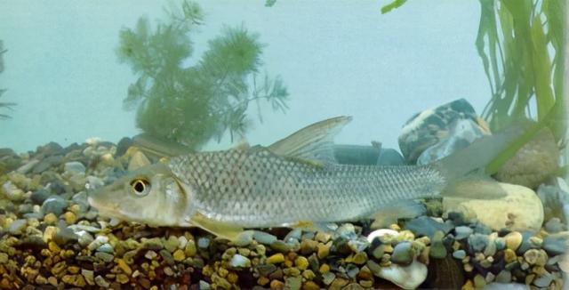 淡水观赏鱼种类，淡水观赏鱼的种类大全！（中国淡水观赏鱼图集<一>）