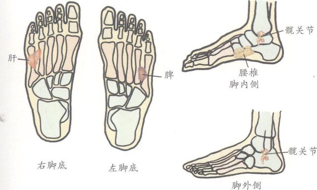 什么是lasegue征，试述lasegue征的检查方法及临床意义（按这几个手足反射区有效果）