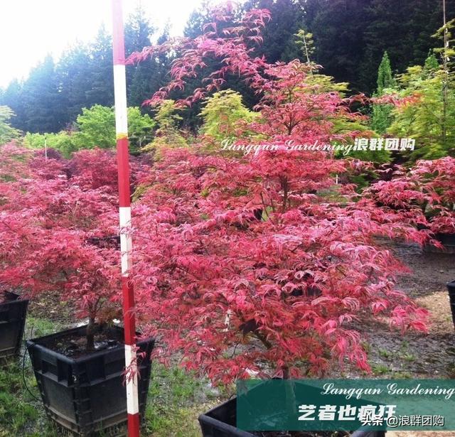 什么样的枫树填空。，什么的枫树填空词语二年级（增添了花园四季色彩之美）