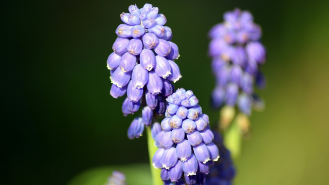 葡萄风信子花期，葡萄风信子的花语（超级好看的葡萄风信子）