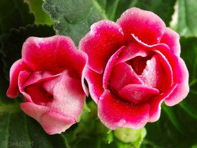 大岩桐如何养长得旺盛，大岩桐好不好养（如何养才能开花又多又鲜艳呢）