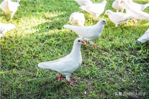 养殖业项目(创业养殖业项目农村)