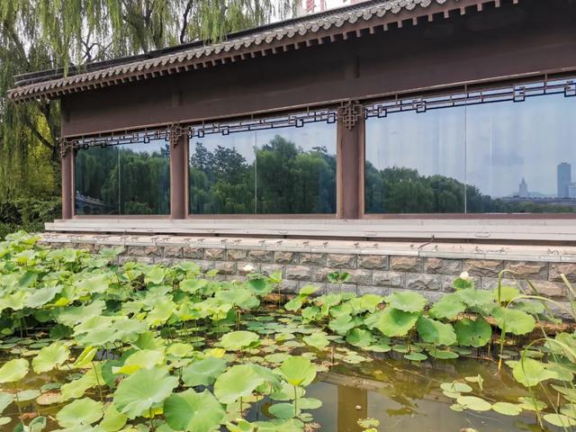夏雨荷大明湖畔在哪里，大明湖畔的夏雨荷在哪个城市（快来跟“夏雨荷”见个面）
