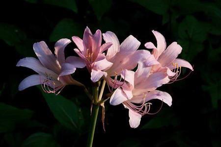 宿根花卉和球根花卉的区别，宿根花卉球根花卉一二年生花卉的比较（从此识花不求人系列）
