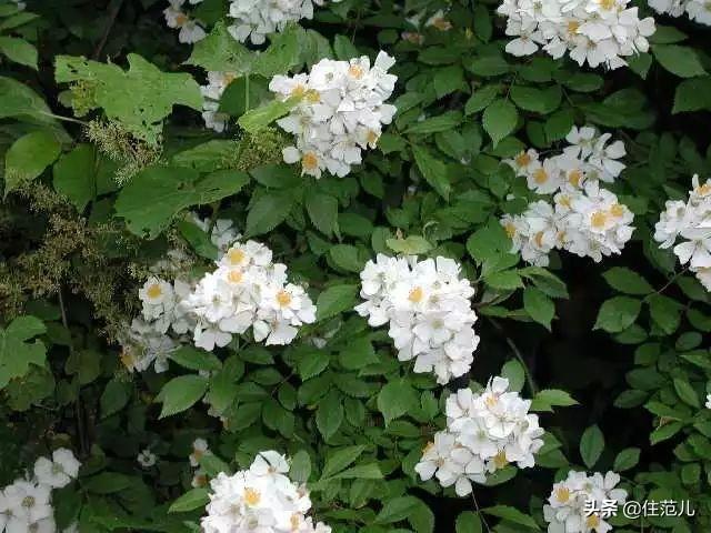 蔷薇花是月季花吗，蔷薇花和月季花的区别（真正的月季、玫瑰、蔷薇怎么区分）