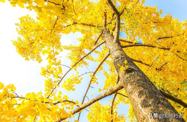 一花一世界一叶一菩提是什么意思，一花一世界一叶一菩提爱情的意思（本质上都来源于自己思维的受限）