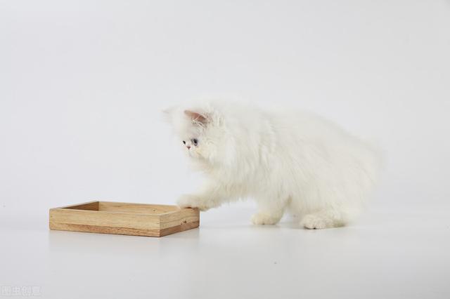 中国哪个省蛇最多，中国繁育最美蛇（300万条蛇出没民居）