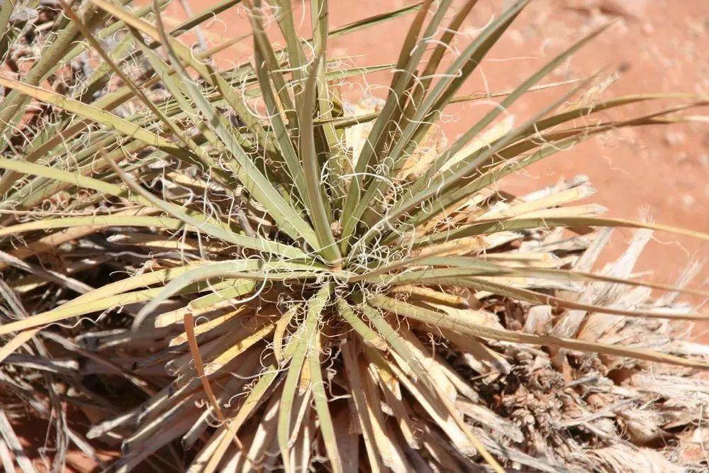沙漠植物有哪些,在沙漠中生长的植物有哪些(养院子里一年四季都不用