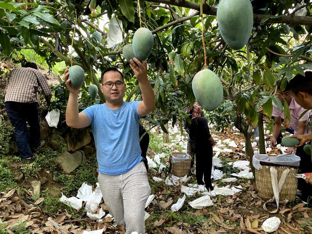 芒果不熟怎样才能把它催熟，没熟的芒果怎么催熟（小董教你2个小技巧）