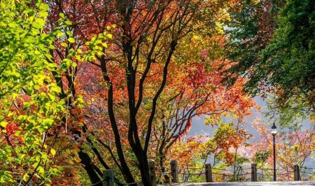 满山红叶似彩霞，阿宝歌曲大全（山东最全赏红叶地图来了）