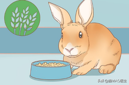 小白兔用什么辨别气味，小白兔的气味是什么味道（邻居小妹抓了一只兔子不知道怎么养）