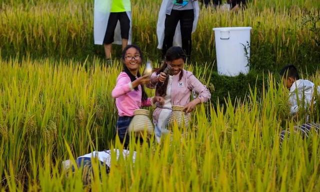 轿子雪山终年都下雪吗，轿子雪山现在下雪了吗（昆明轿子雪山今年第一场雪比去年早来2个月）
