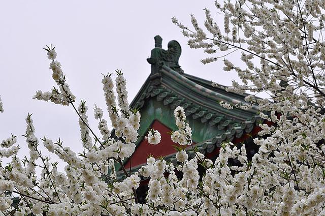 梅花什么颜色，冬天的梅花什么颜色（在古诗词中优雅地绽放）