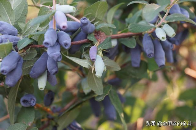 稠李，稠李树，盘点东北独有的野生水果（稠李树图片大全）