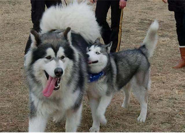 阿拉斯加和哈士奇的区别，阿拉斯加和哈士奇的区别哪个聪明