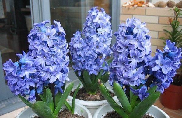 风信子水培怎么养，风信子怎么水养（风信子可以在水中养殖吗）