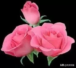 七月七日是情人节吗,每个月十四号都是什么情人节(今天是7月7日情人节) 七月七日是情人节吗,每个月十四号都是什么情人节(今天是7月7日情人节)