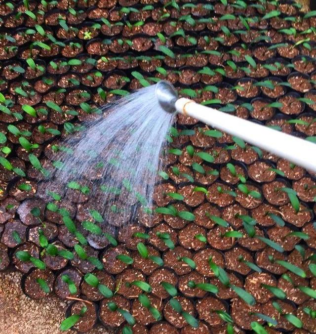 君子兰不开花怎么办才能开花，用“啤酒水”擦叶子