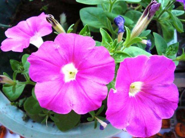 天堂鸟花语，天堂鸟花图片（你知道大自然中这些花的花语吗）