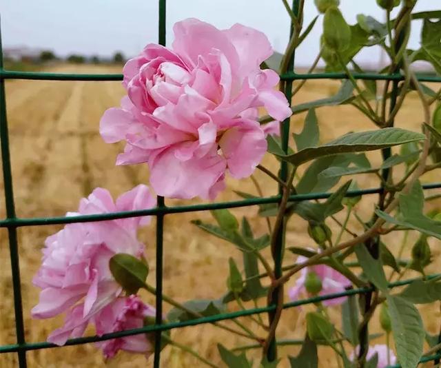 绿萝好养吗,绿萝怎样栽培(绿萝竟然排在倒数第1) 绿萝好养吗,绿萝怎样栽培(绿萝竟然排在倒数第1)