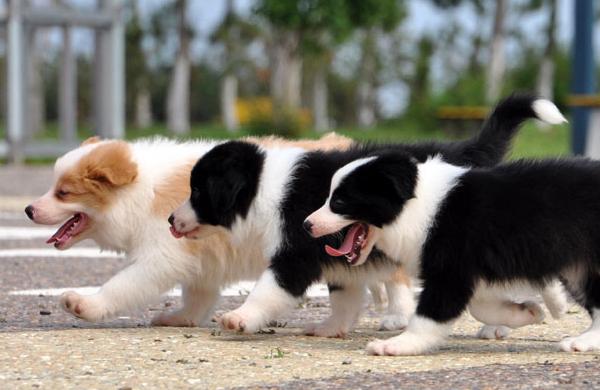 怎样挑选边牧幼犬，怎样挑选边牧幼犬幼崽（边境牧羊犬怎么看纯不纯）