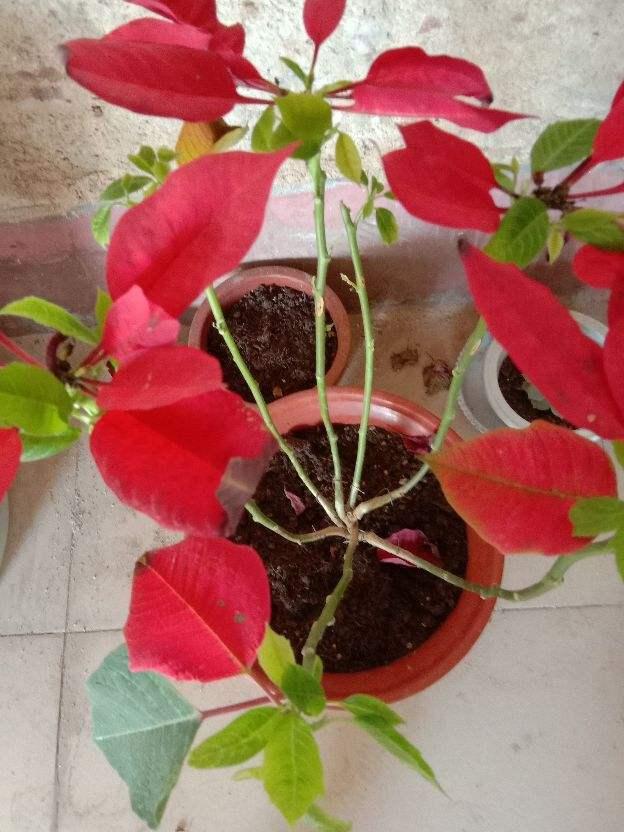 一品红如何养护，一品红绿植养护方法（盆土埋上一些磷肥）