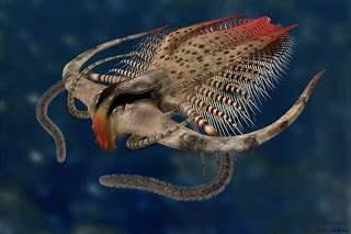 寒武纪中的主要生物有哪些，世界上最早的寒武纪时期的大型生物是什么（海洋里的生物是五颜六色的吗）