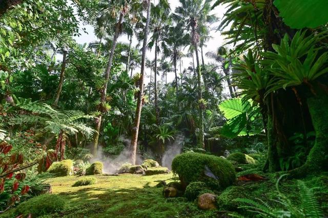 深圳：仙湖植物园蕨类植物收集全国第一，深圳富商陈子冲（这两个刚开放的专类园区有1000多种蕨类植物）