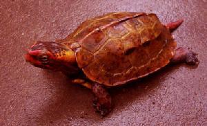 乌龟种类有哪些，乌龟种类有哪些品种（陆龟和水陆两栖龟区别）