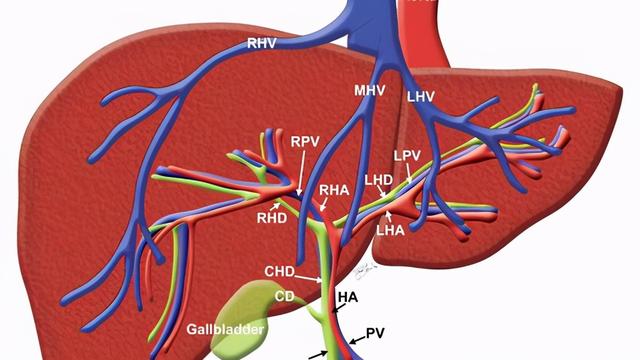 胆红素偏高的原因及危害，胆红素偏高的危害是什么（什么原因会引起胆红素的升高）