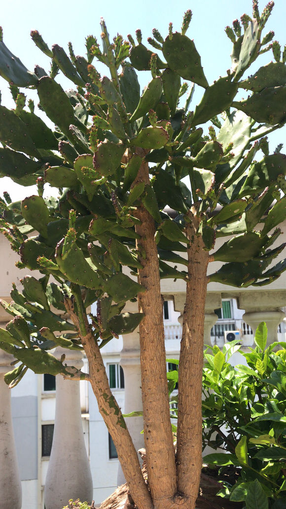 仙人掌的特点，挂满“仙人果”（仙人掌的特点外貌描写）