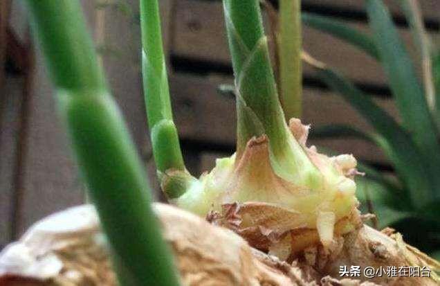 生姜的种植方法，生姜种植的方法和步骤（3个月长成漂亮“富贵竹”）