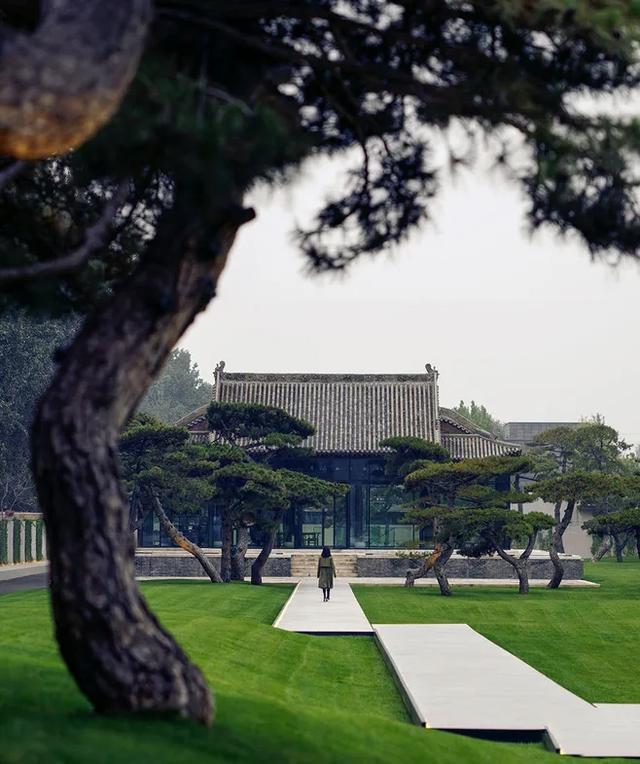 松柏树的象征意义，松柏树长什么样子（庭院门口真的不可以种植松柏吗）