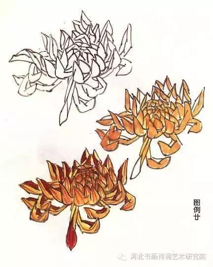 花的画法——菊花的画法，菊花是怎么画（菊花画法大全）