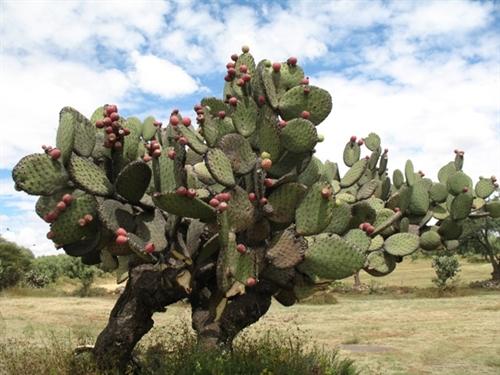仙人果的功效与禁忌，仙人掌高10米