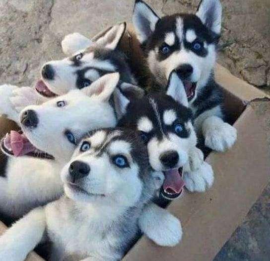 宠物狗品种图片大全，宠物狗的品种（常见宠物狗大全：品种）